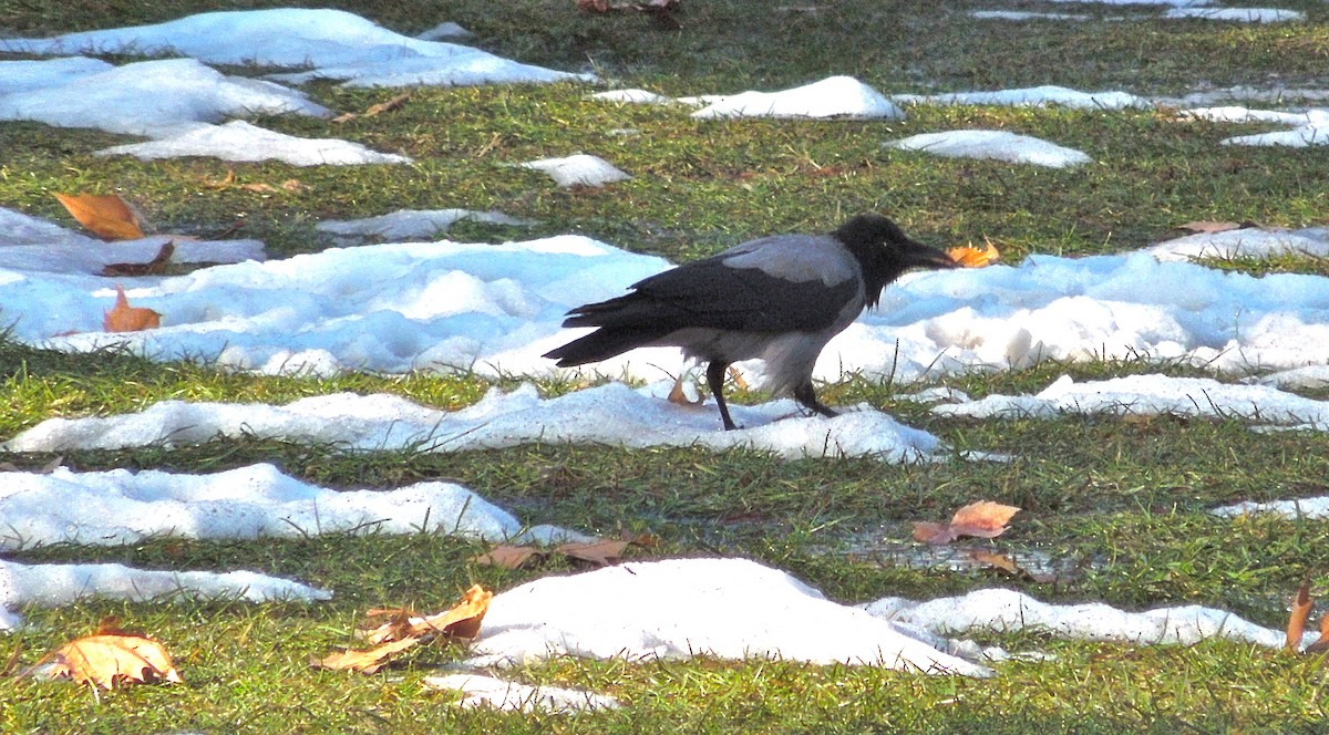 Bele txanoduna - ML596132281