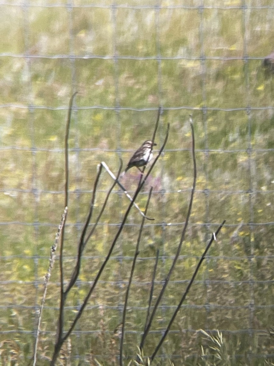 Song Sparrow - ML596132831
