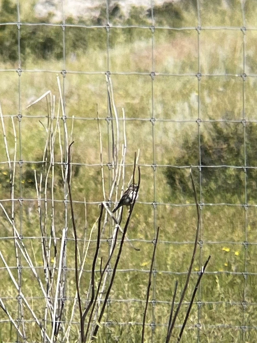 Song Sparrow - ML596132841