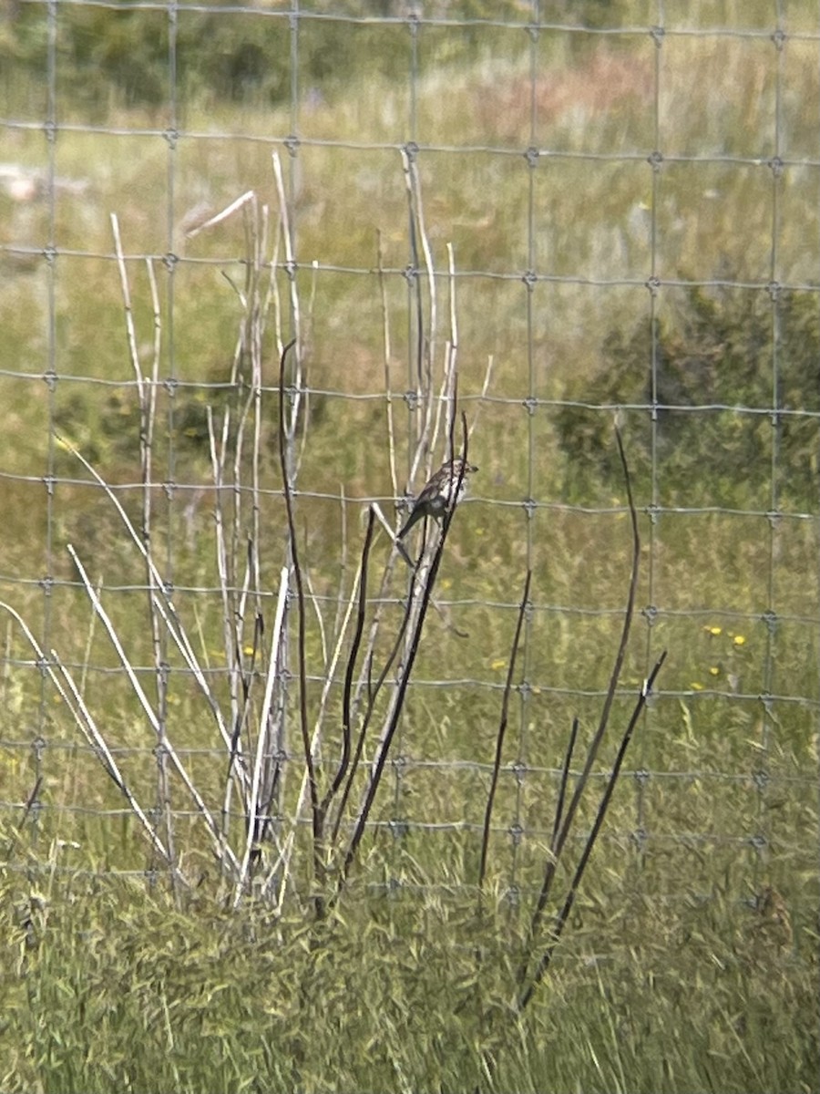 Song Sparrow - ML596132851