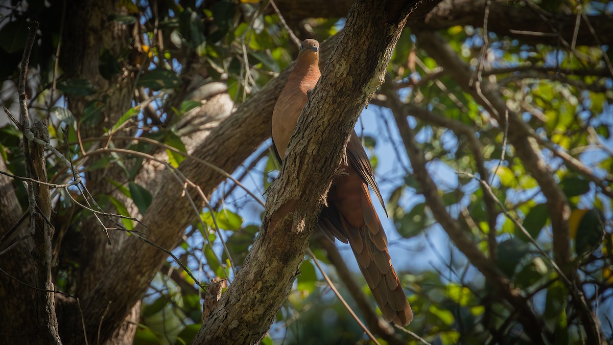 Brown Cuckoo-Dove - ML596133021
