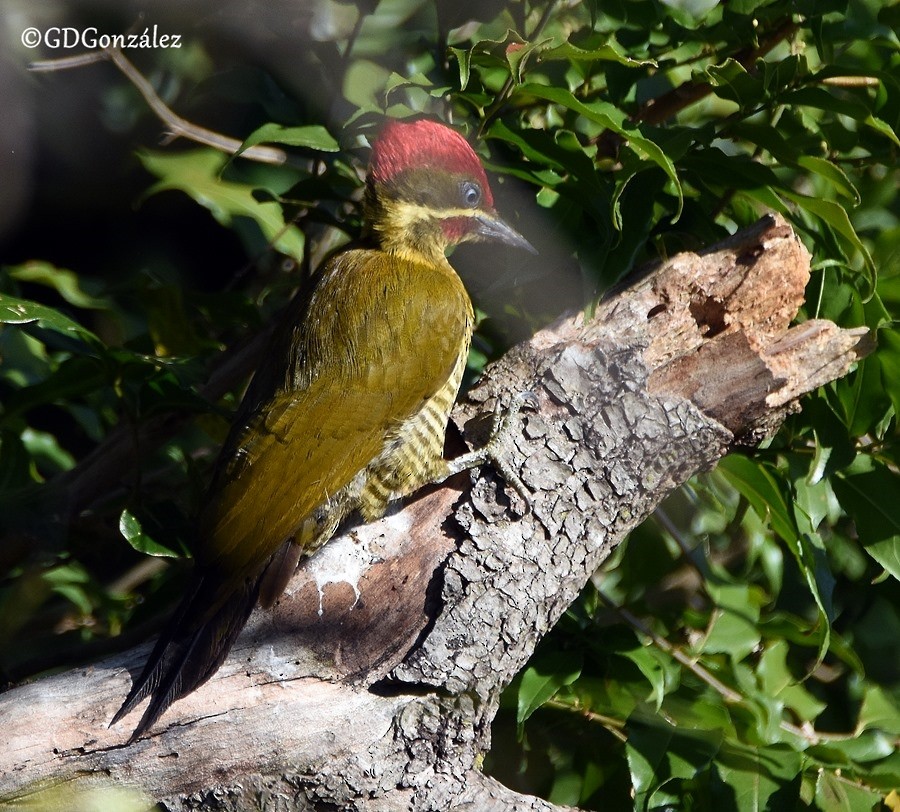 Golden-green Woodpecker - ML596133521