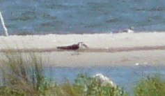 Black Skimmer - ML596134041