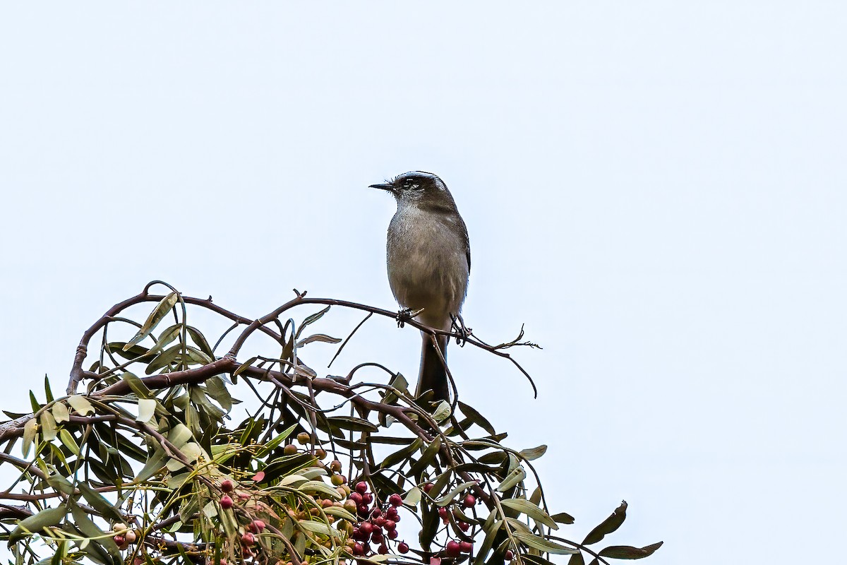 White-browed Chat-Tyrant - ML596134111