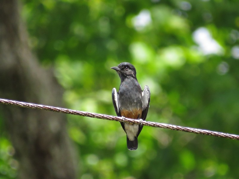 Swallow-winged Puffbird - ML59613441