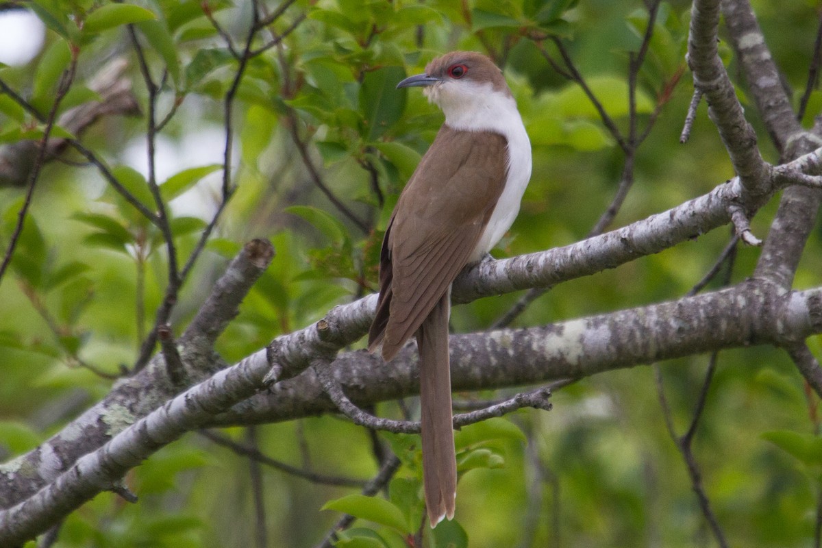 Black-billed Cuckoo - ML59613511