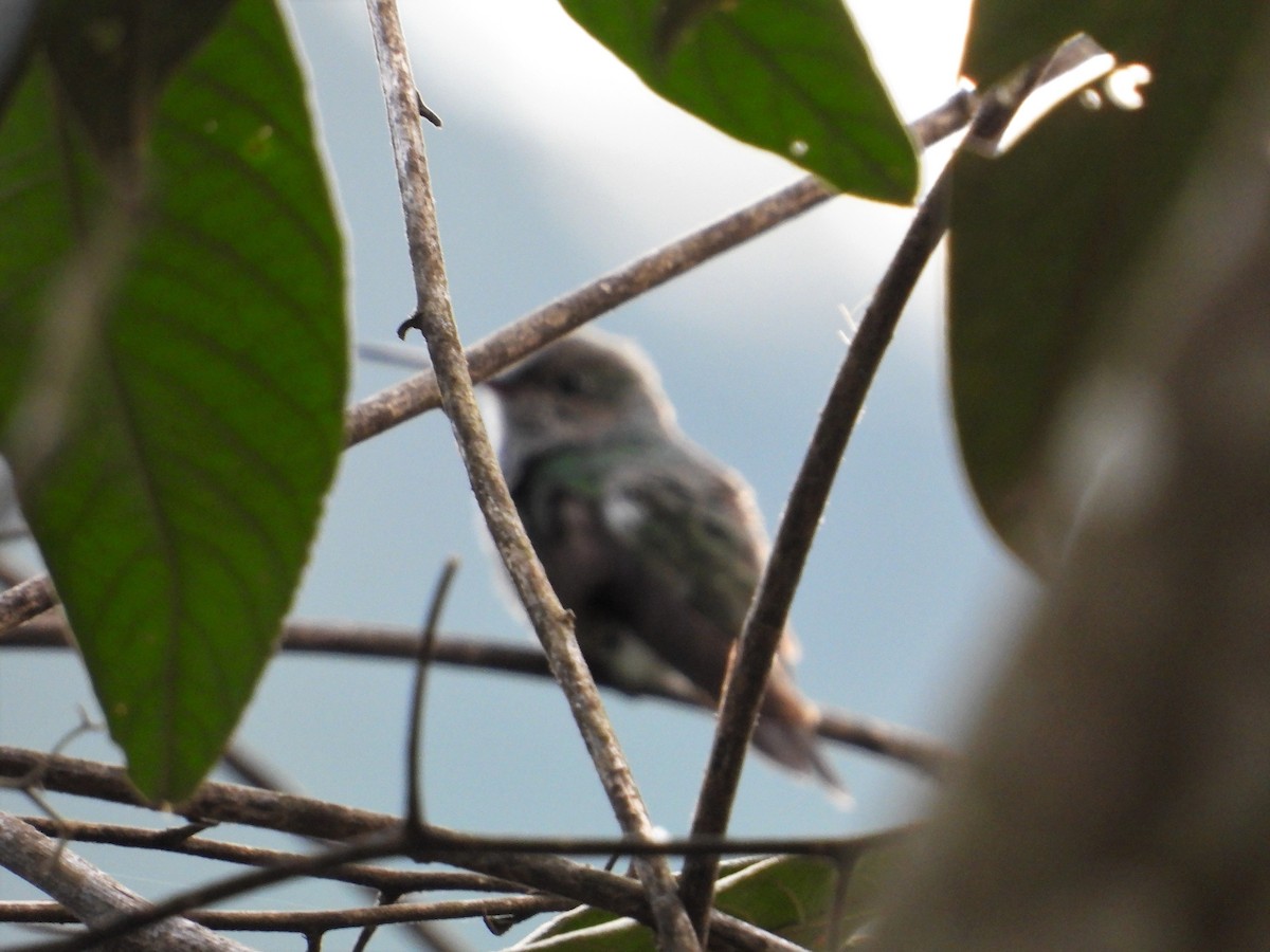 kolibřík safírový - ML596138761