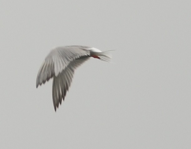 Common Tern - ML596139841