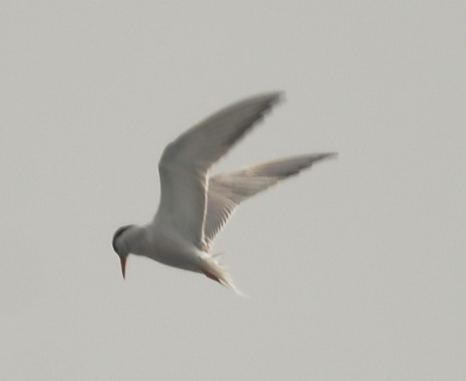 Common Tern - ML596139851