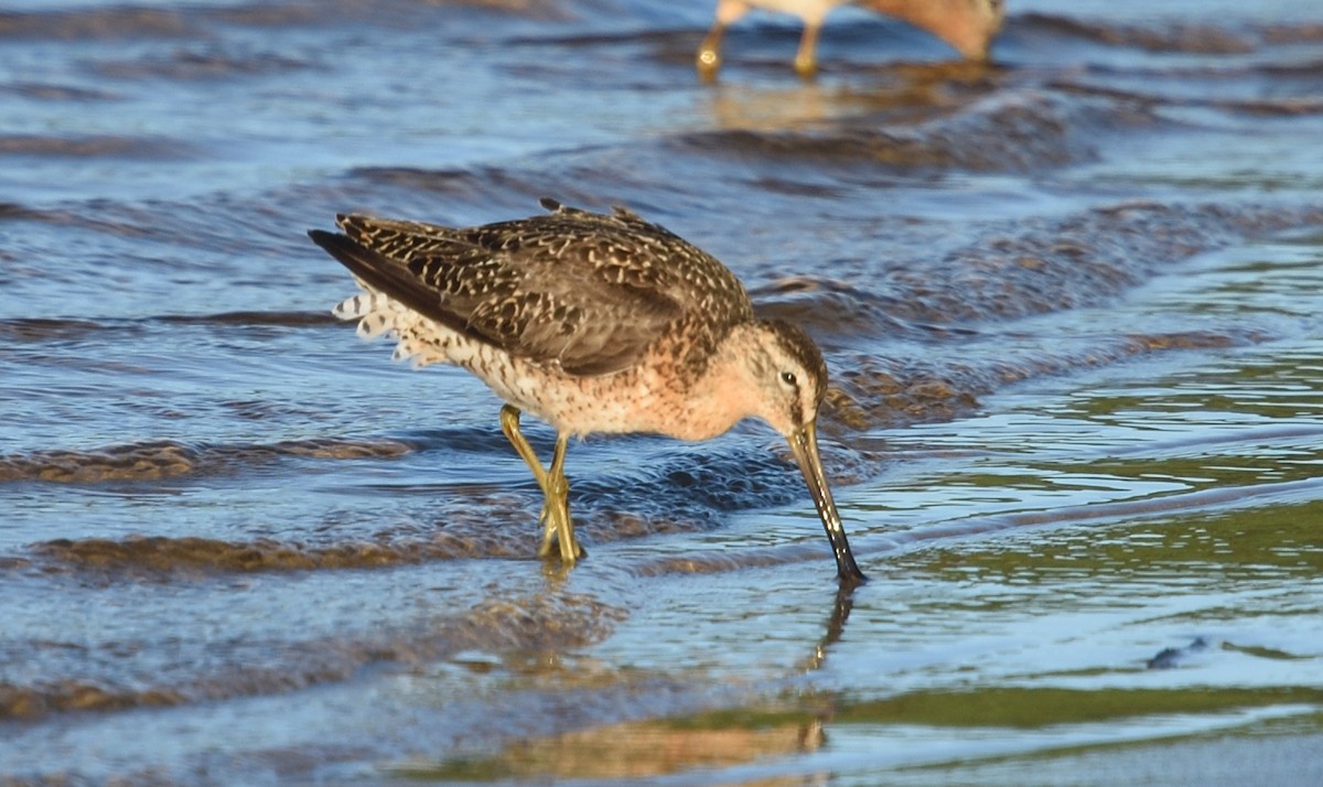 Short-billed Dowitcher - ML596140561