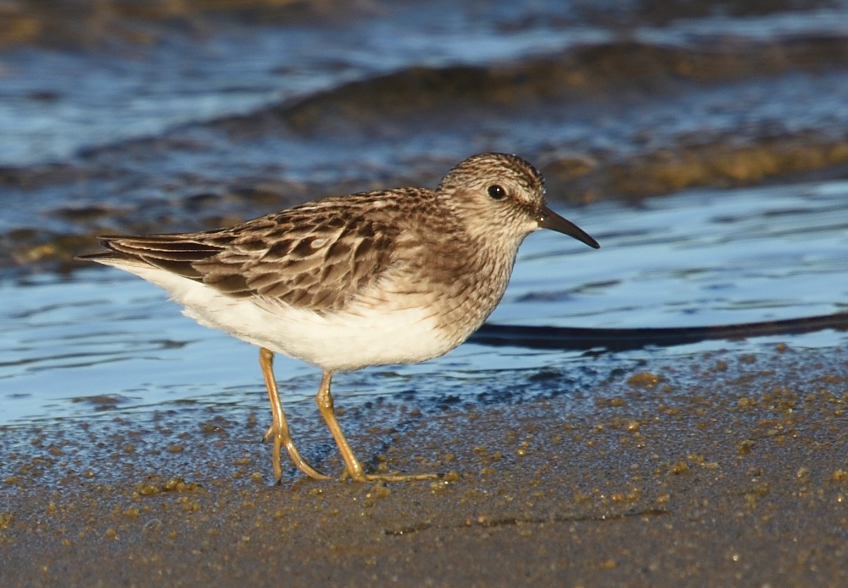 Least Sandpiper - ML596140601