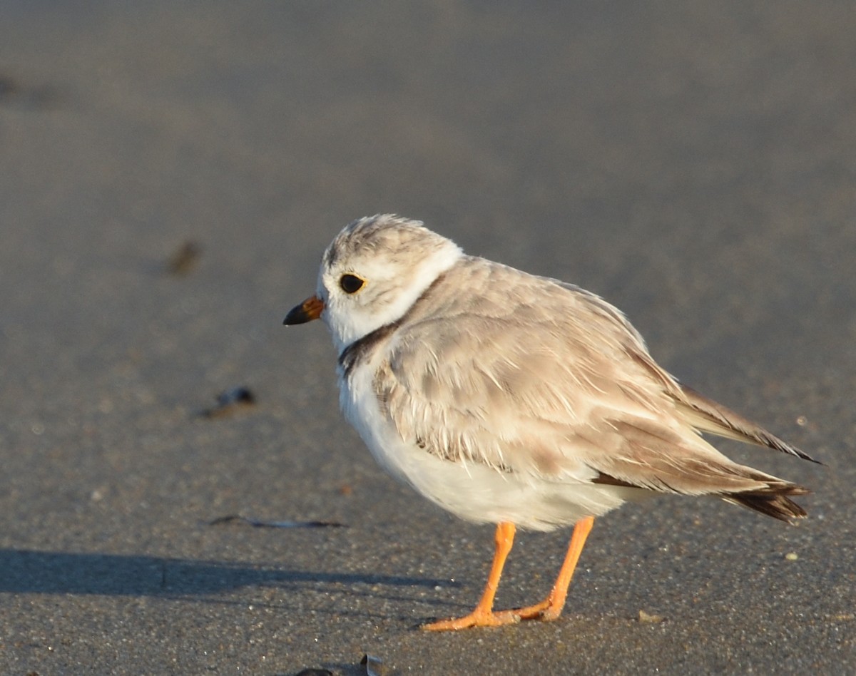 Piping Plover - ML596140661