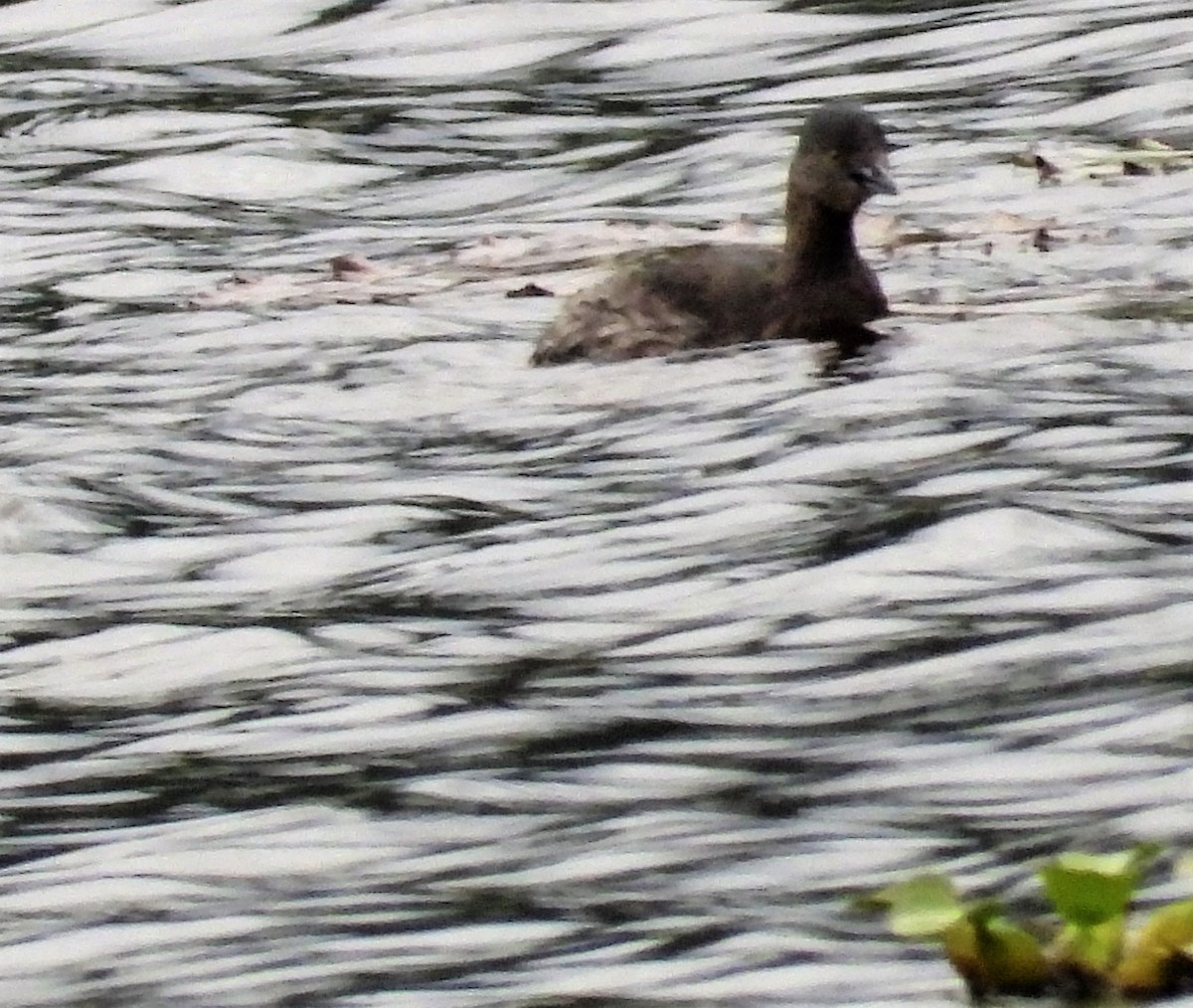 Least Grebe - ML596140831