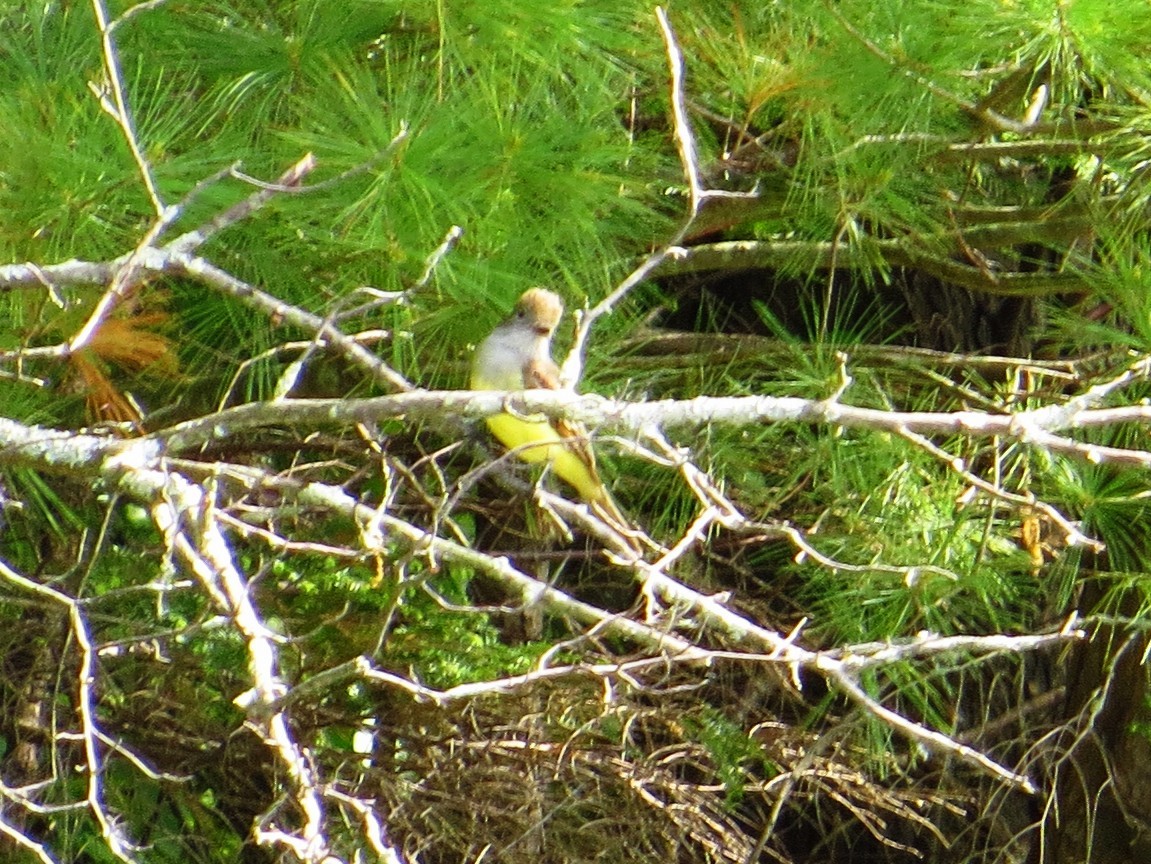 Great Crested Flycatcher - G & B