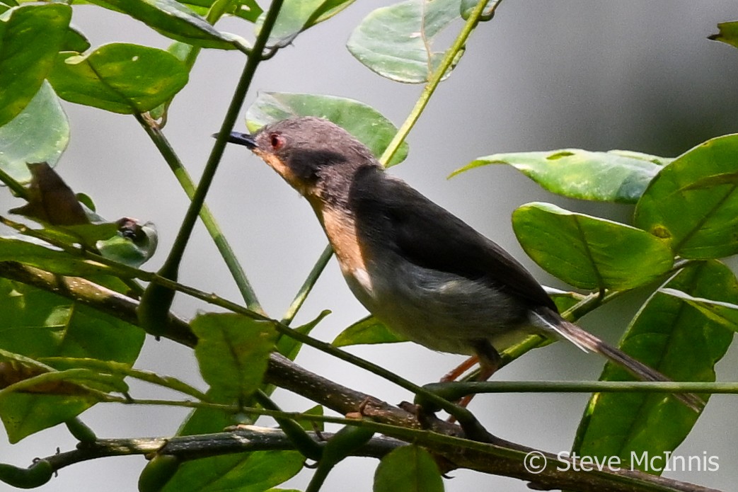 Buff-throated Apalis - ML596141831