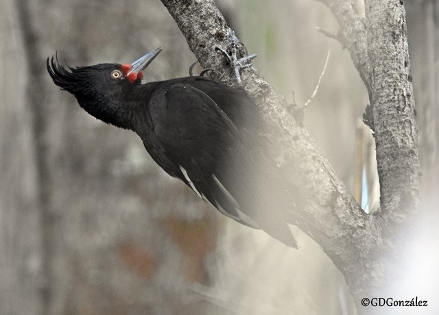 Magellanic Woodpecker - ML596141891