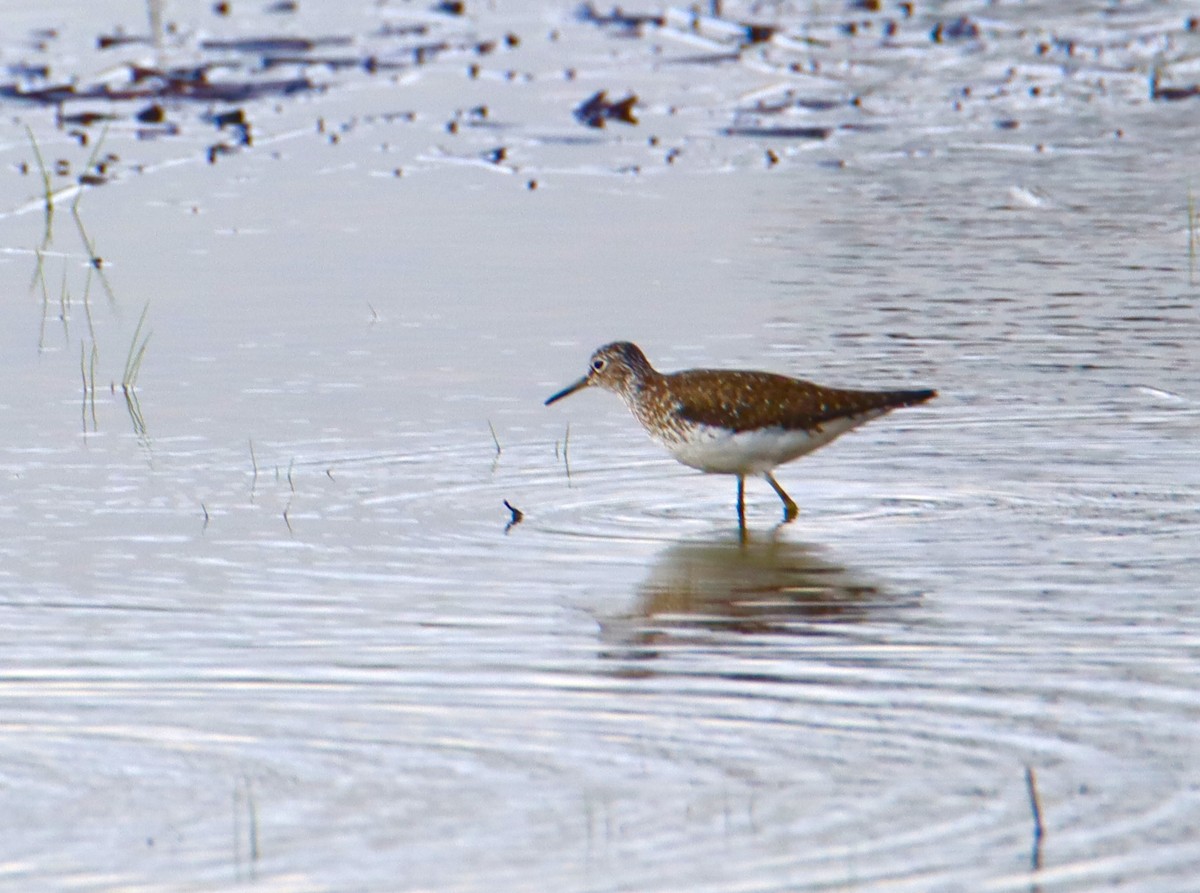 Solitary Sandpiper - ML596142561