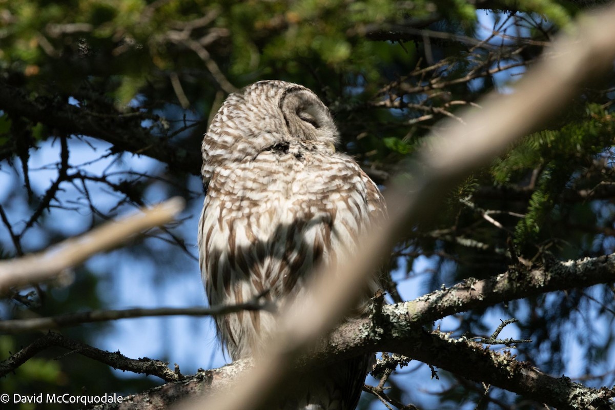 Barred Owl - ML596142731