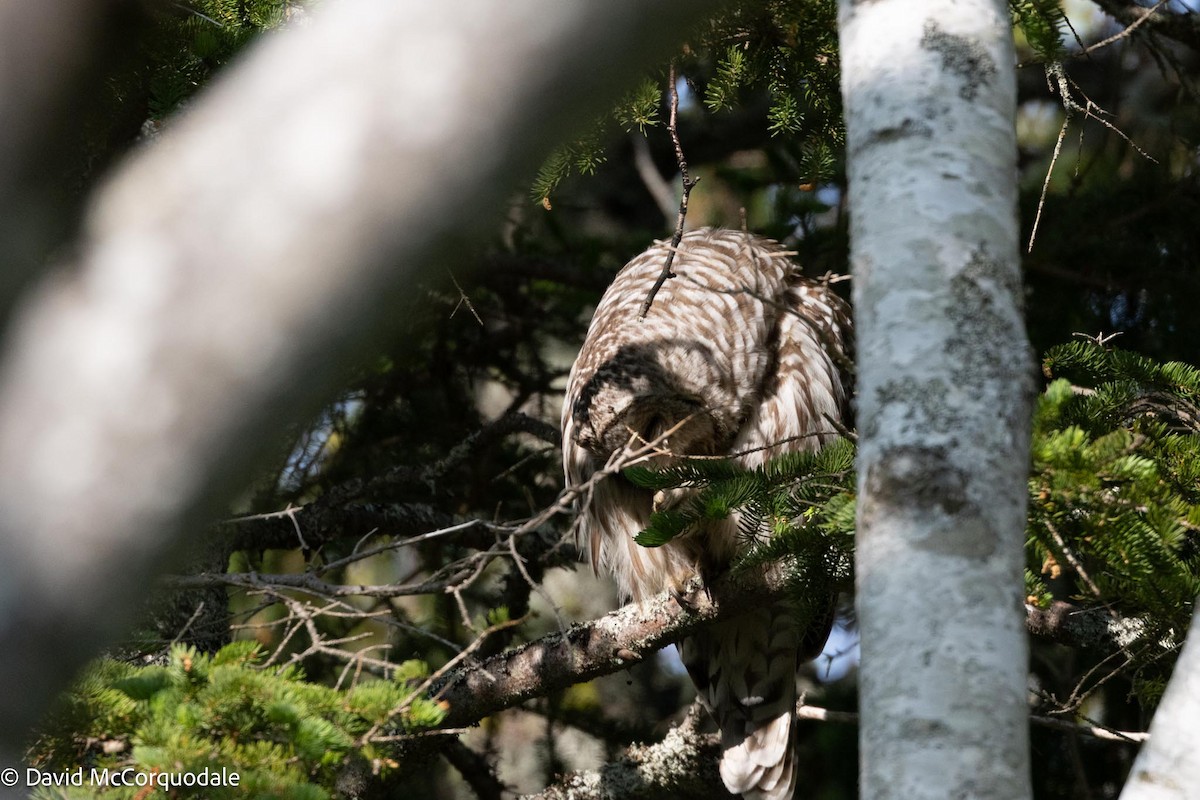 Barred Owl - ML596142741