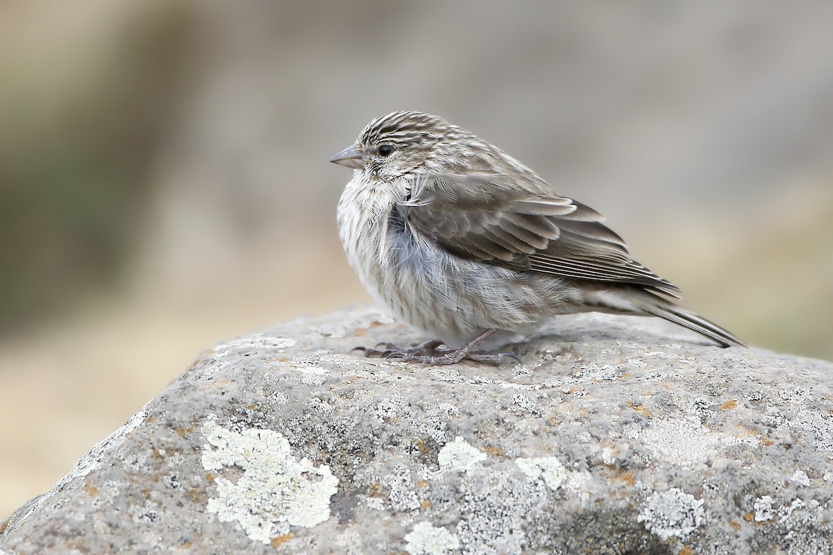 Pardillo de Ankober - ML596143691