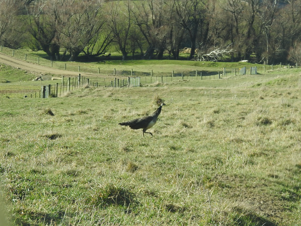 Indian Peafowl - ML596143711
