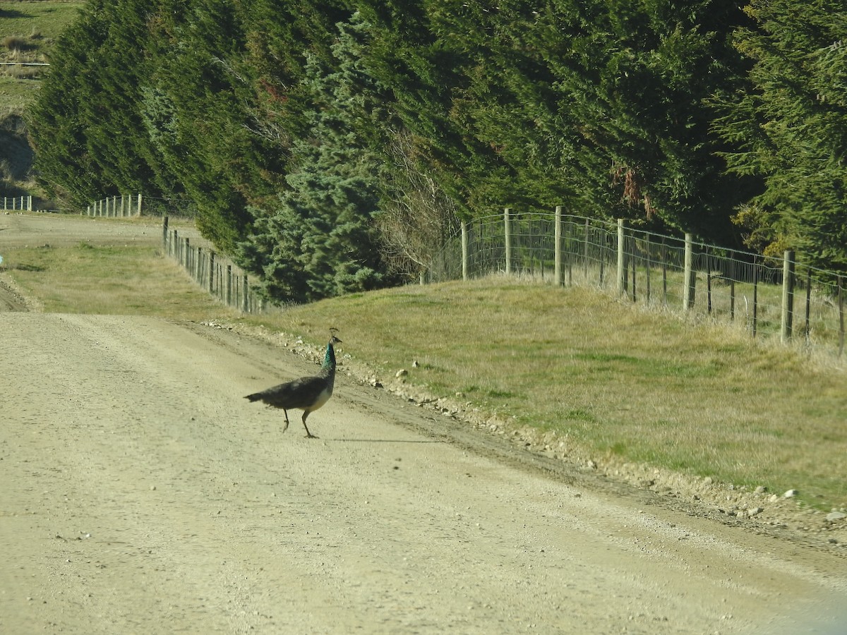Indian Peafowl - ML596143761