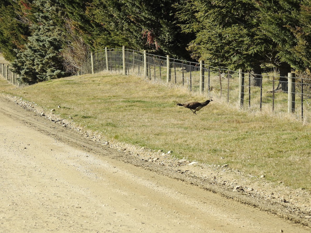 Indian Peafowl - ML596143831