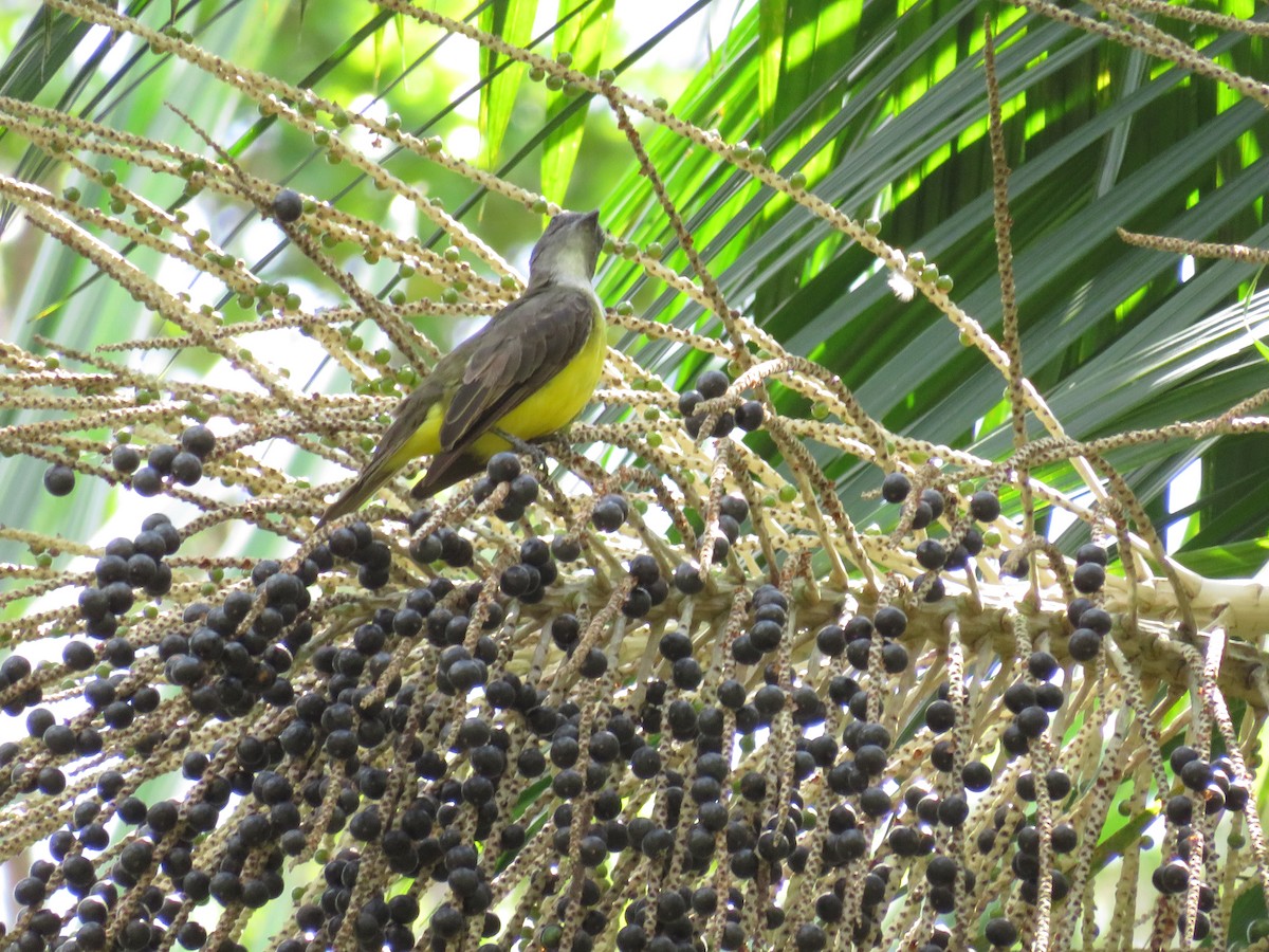 Sulphury Flycatcher - Renata Xavier