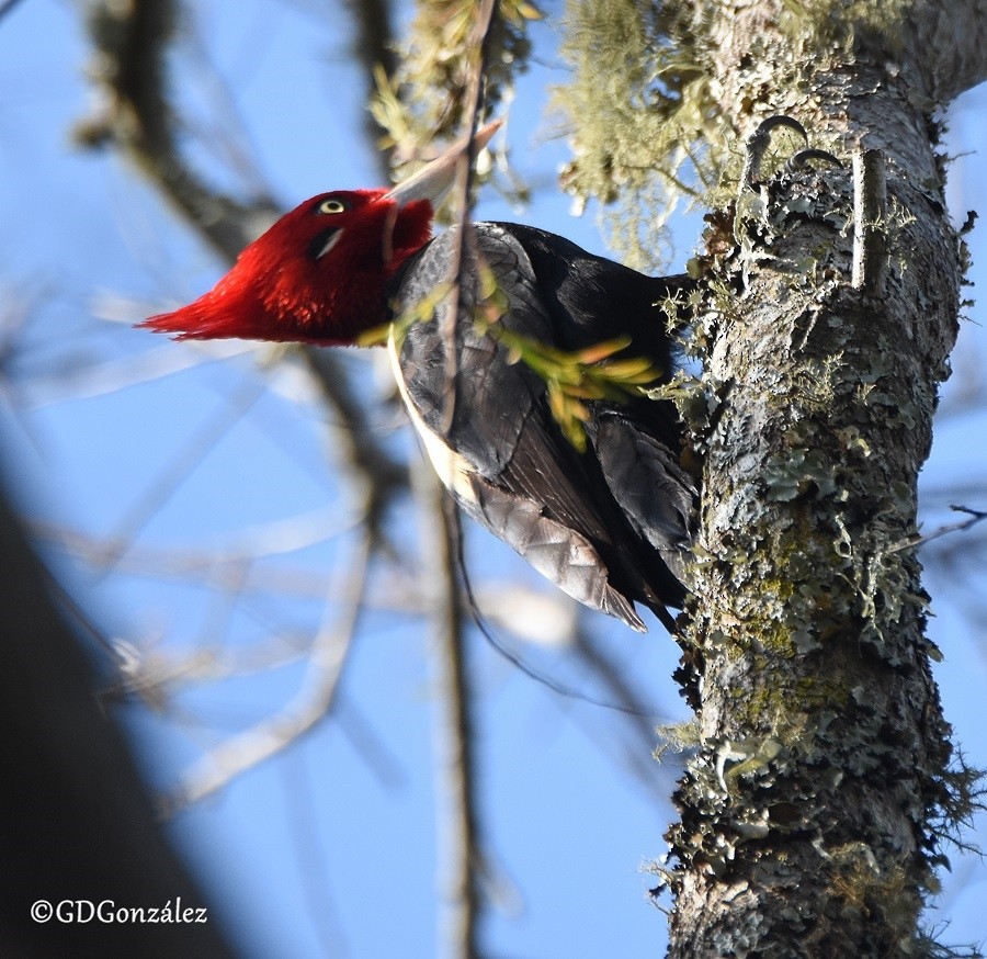 Cream-backed Woodpecker - GUSTAVO DANIEL GONZÁLEZ