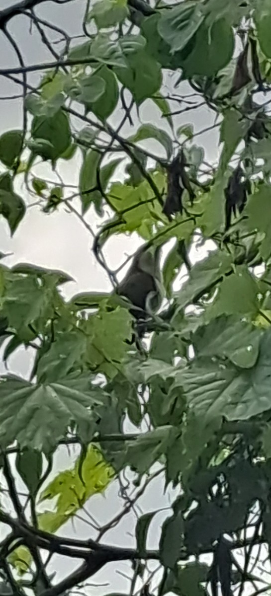 Black-billed Cuckoo - ML596145641