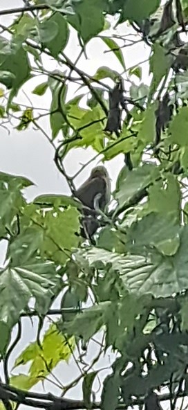 Black-billed Cuckoo - ML596145711