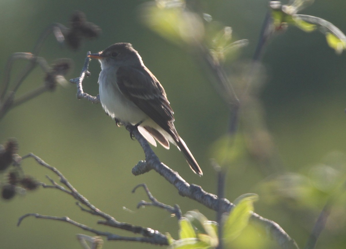 Willow Flycatcher - Bruce Cole