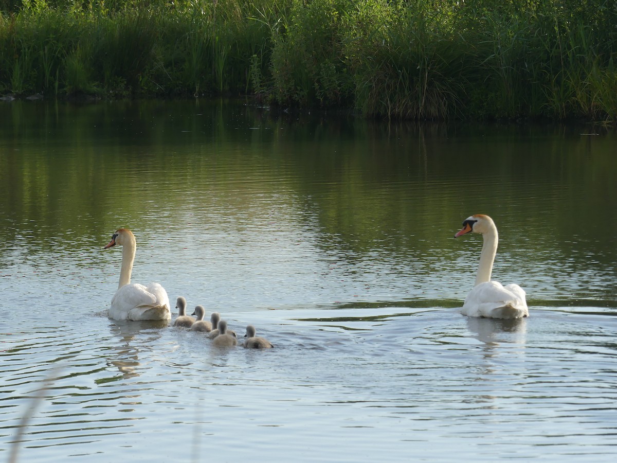 Höckerschwan - ML596146191