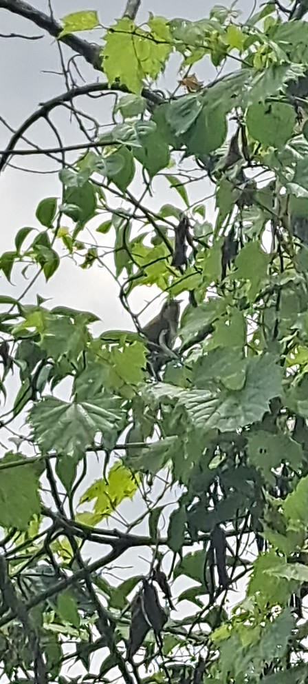 Black-billed Cuckoo - ML596146581