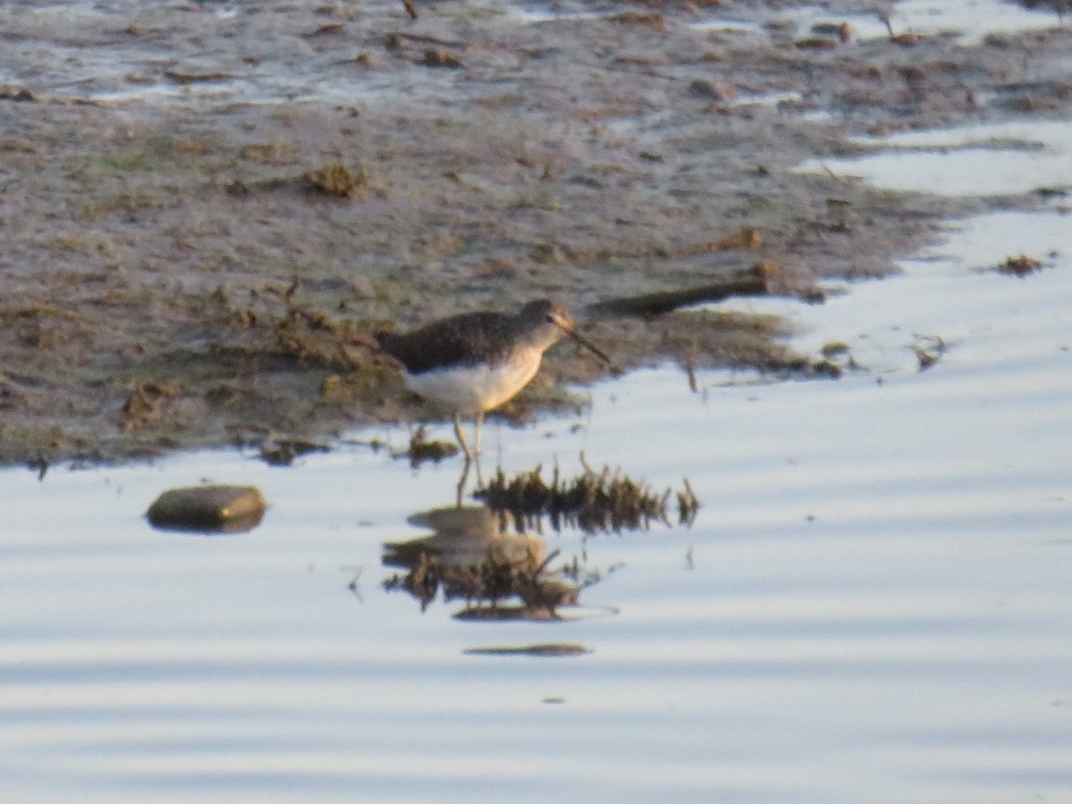 Green Sandpiper - Matthias van Dijk