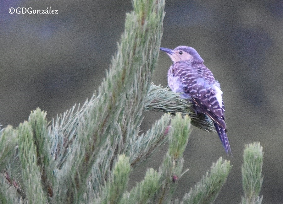 Chilean Flicker - ML596146611