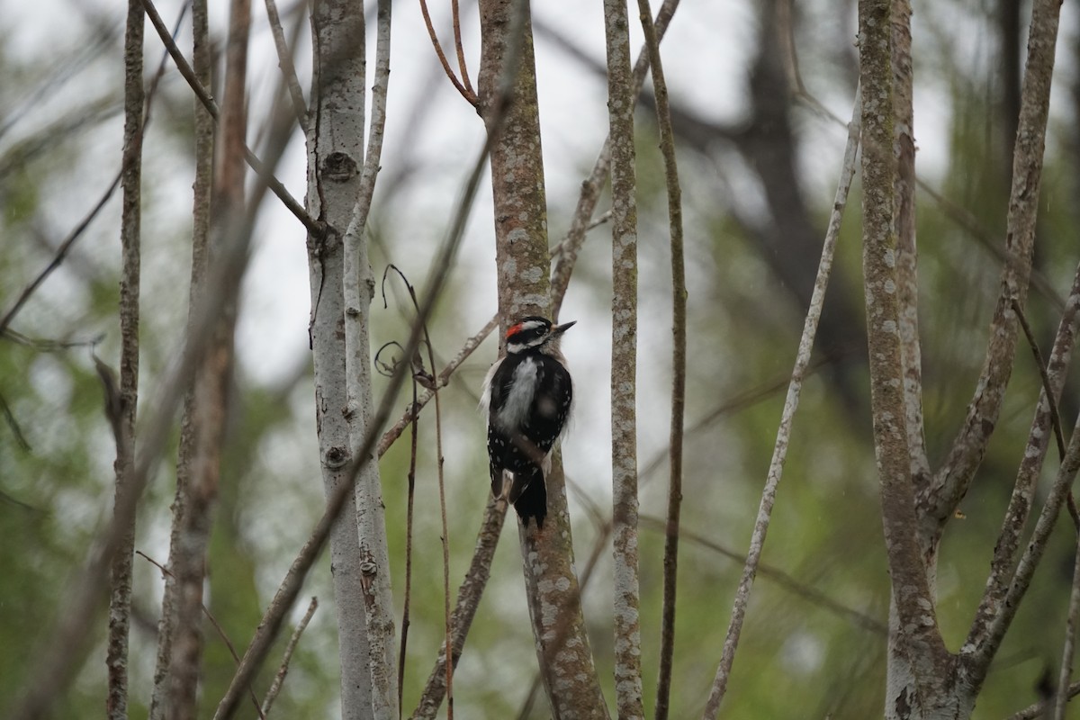 Downy Woodpecker - ML596146651