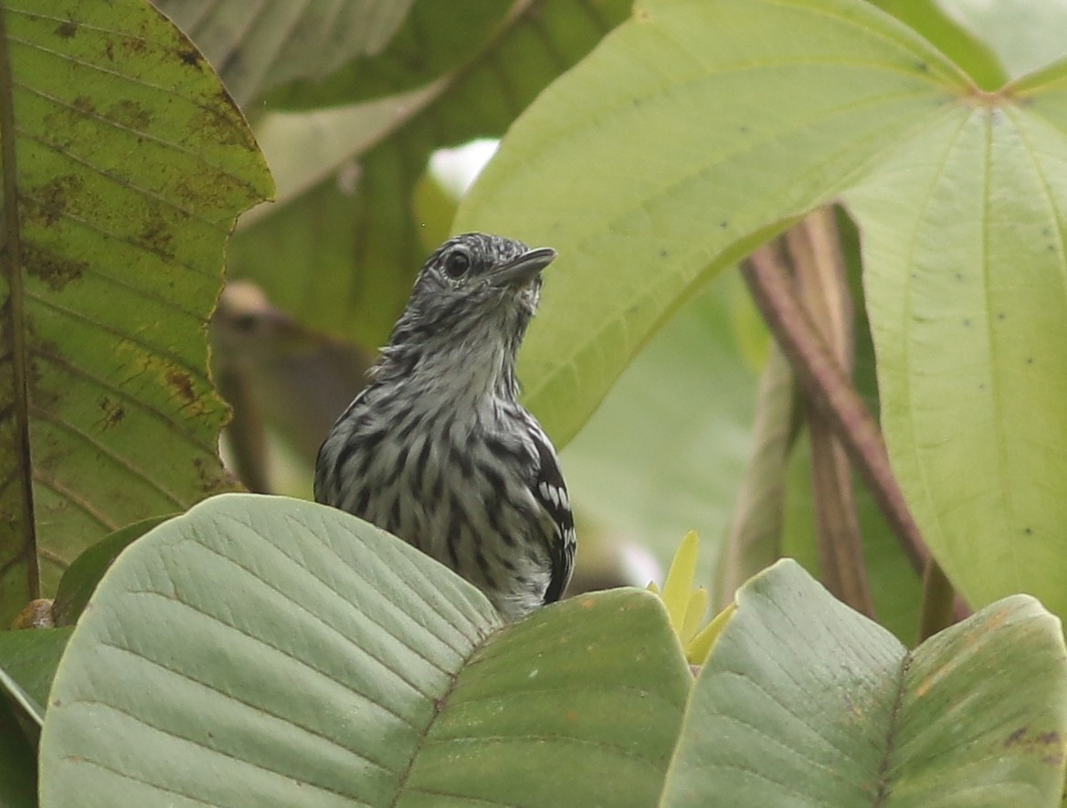 Chocó-Strichelameisenschlüpfer - ML596146801