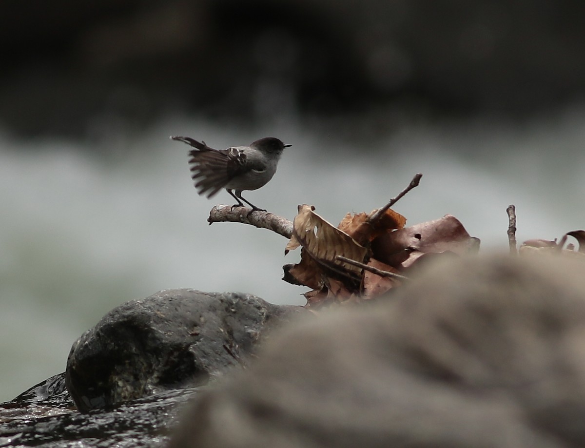 Torrent Tyrannulet - ML596146981