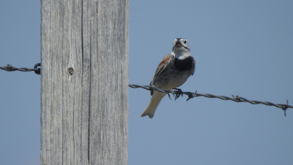 Thick-billed Longspur - ML596147191