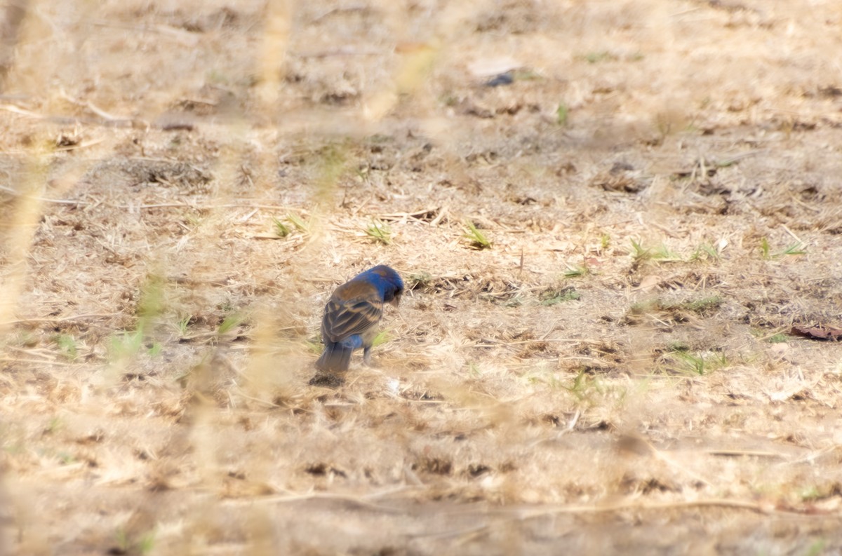 Blue Grosbeak - Walter Oshiro