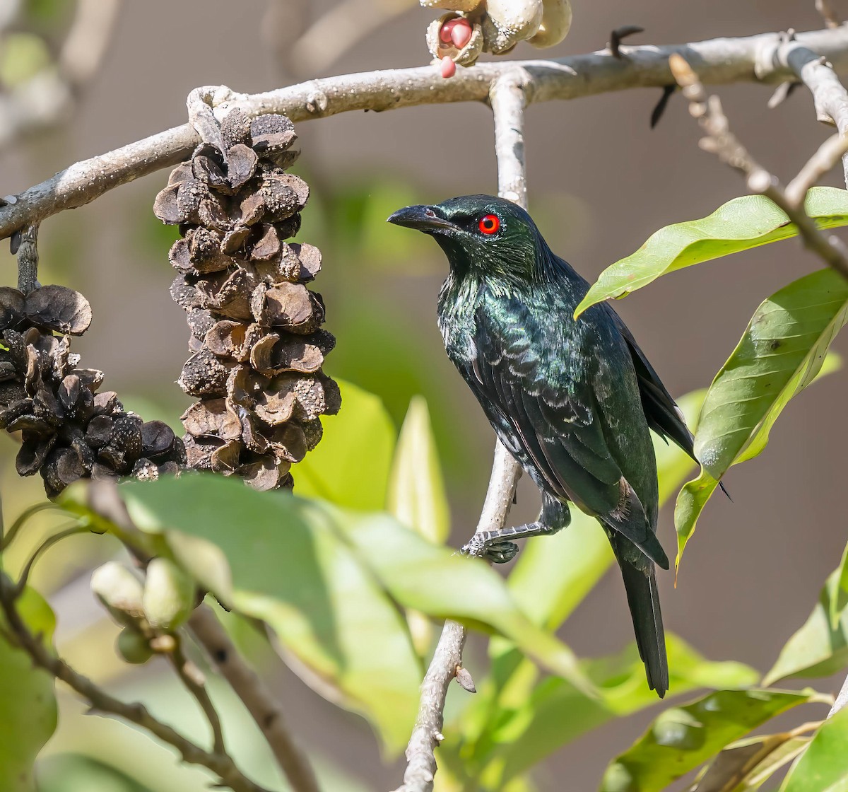 Asian Glossy Starling - ML596148101
