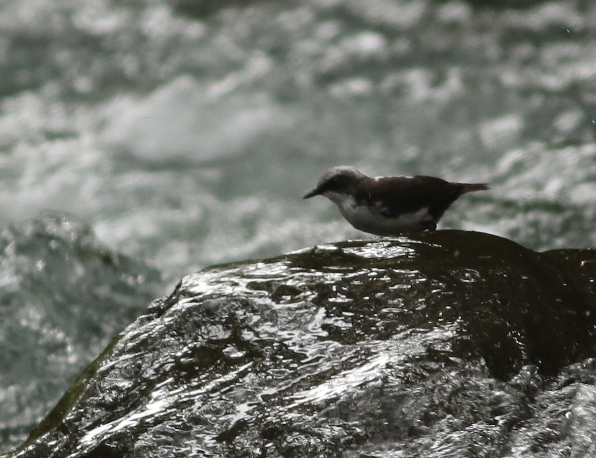 Weißkopf-Wasseramsel - ML596148191