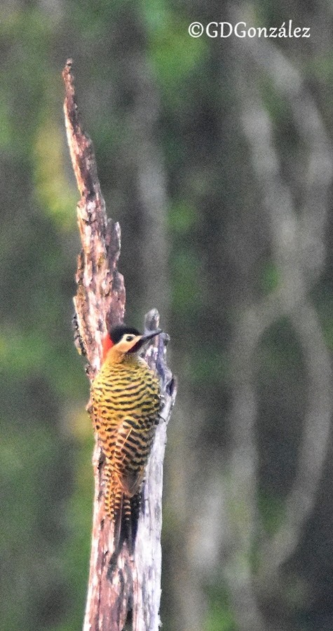 Green-barred Woodpecker (Green-barred) - ML596148551