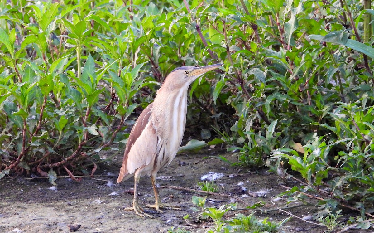 Little Bittern - ML596148561