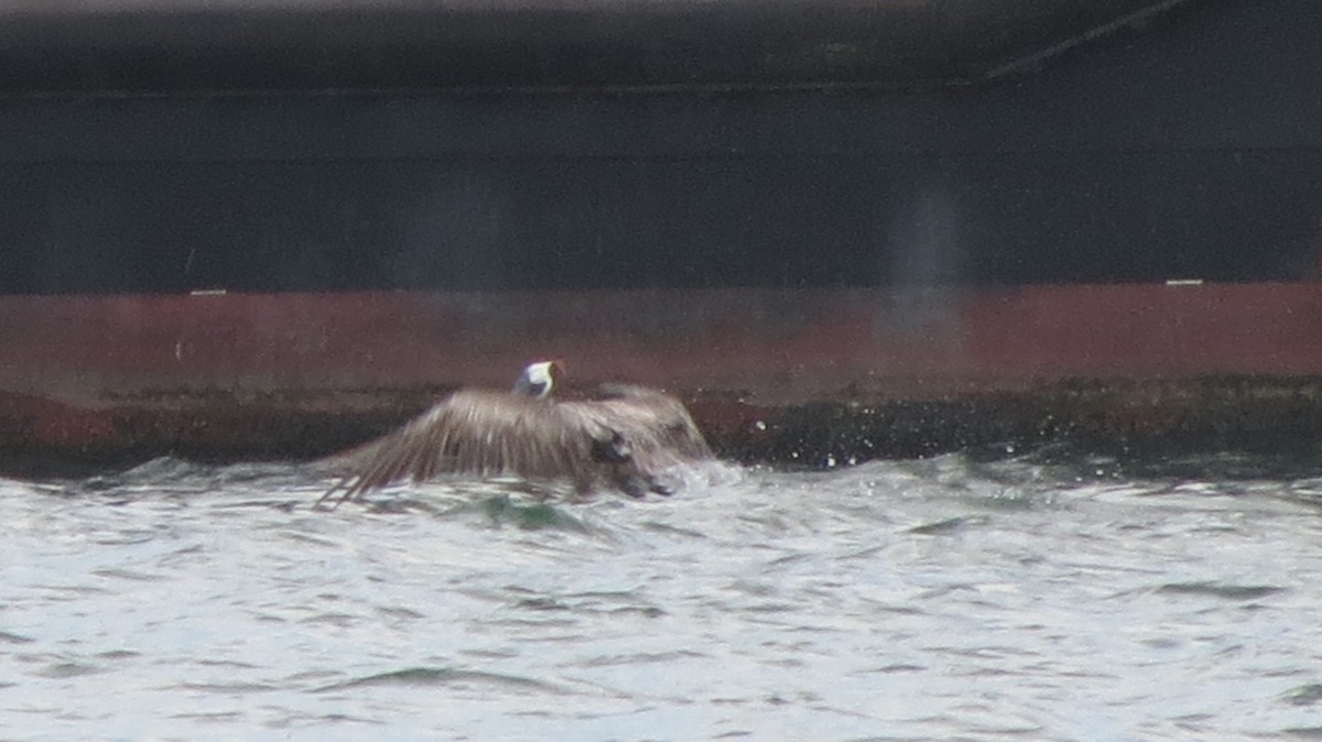 Brown Pelican - ML596151971