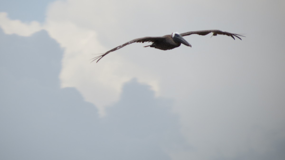 Brown Pelican - Delvis Toledo