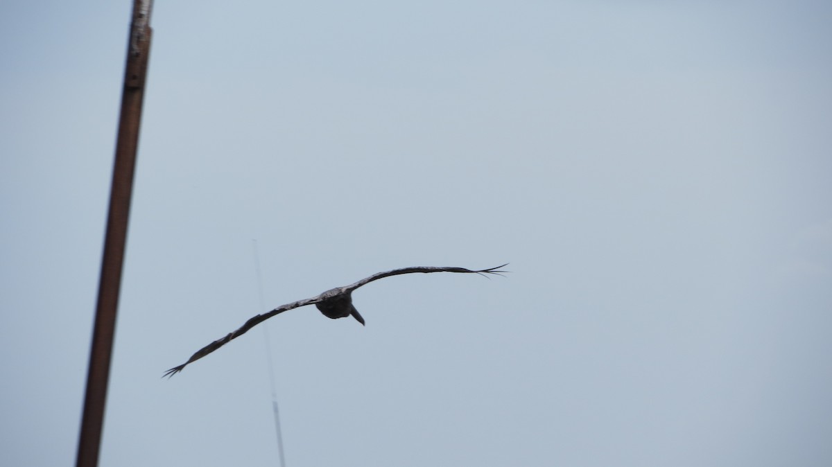 Brown Pelican - ML596151991