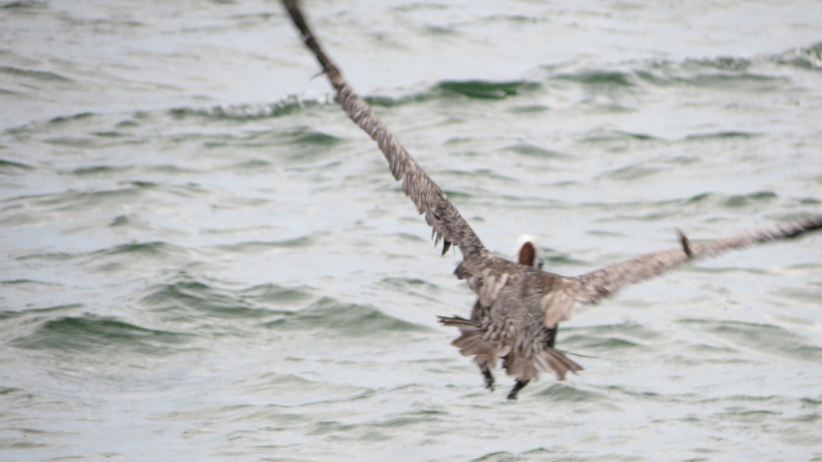 Brown Pelican - Delvis Toledo