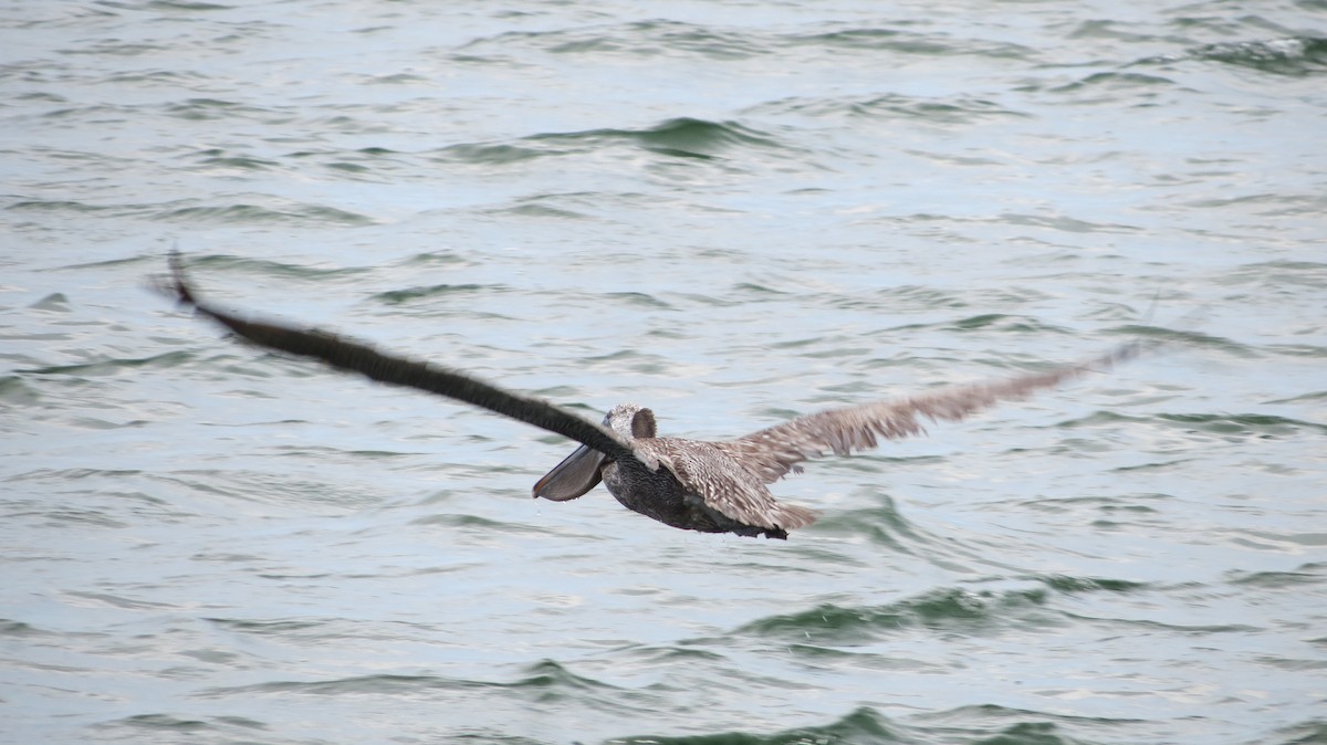 pelikán hnědý - ML596152011